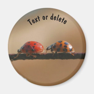 Lieveheersbeestjes Natuur Gepersonaliseerd Magneet