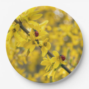 Lieveheersbeestjes op gele tak van Forsythia Papieren Bordje