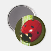 lieveheersmagneet magneet (Voorkant / Achterkant)