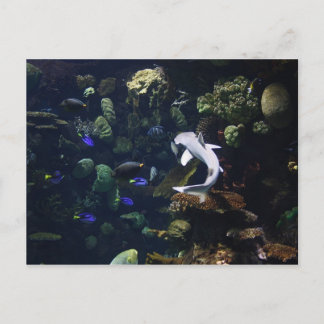 Life Aquatic Briefkaart
