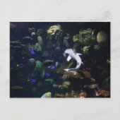 Life Aquatic Briefkaart (Voorkant)