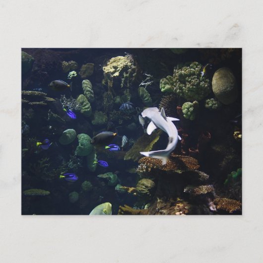 Life Aquatic Briefkaart (Voorkant)