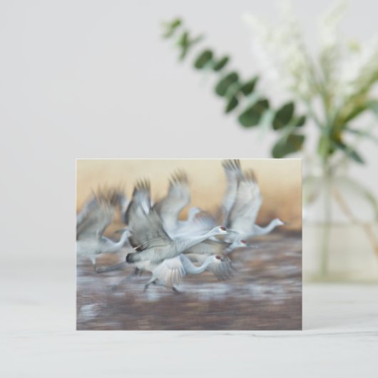 Lift off Sandhill Cranes Briefkaart (Staand voorkant)