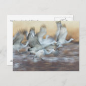 Lift off Sandhill Cranes Briefkaart (Voorkant / Achterkant)