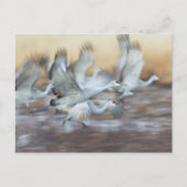 Lift off Sandhill Cranes Briefkaart (Voorkant)