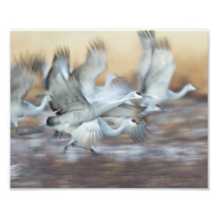 Lift off Sandhill Cranes Foto Afdruk