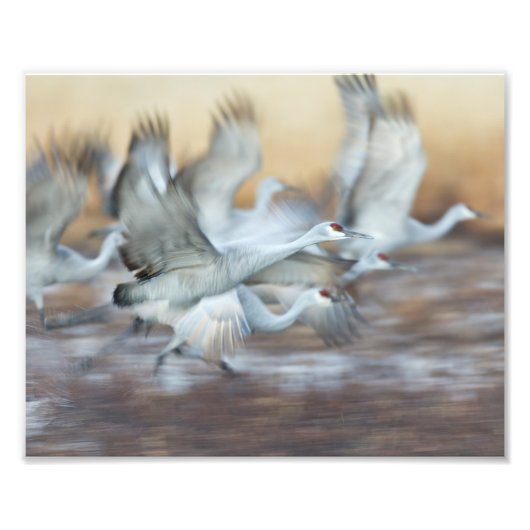 Lift off Sandhill Cranes Foto Afdruk (Voorkant)