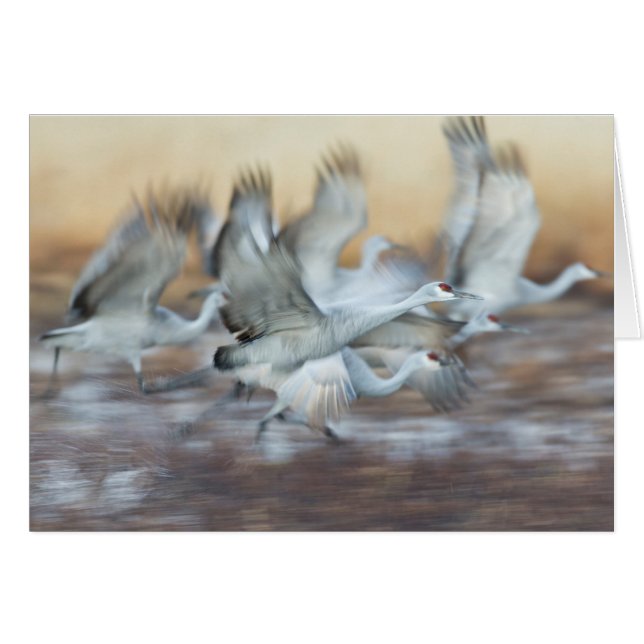 Lift van Sandhill Cranes. (Voorkant Horizontaal)
