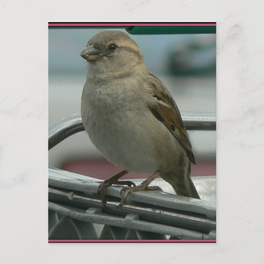 Lifted Love: Cart Bird Briefkaart (Voorkant)