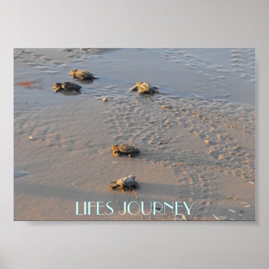 liften zeeen schildpadden poster (Voorkant)