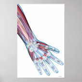 Ligamenten in de hand poster (Voorkant)