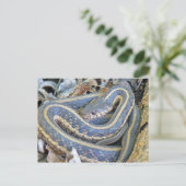 Lige slang. briefkaart (Staand voorkant)