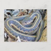 Lige slang. briefkaart (Voorkant)