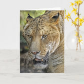 Liger Half Lion Half Tiger Kaart (Gele Bloem)