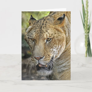 Liger Half Lion Half Tiger Kaart