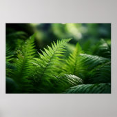 Light and Ferns  Poster (Voorkant)