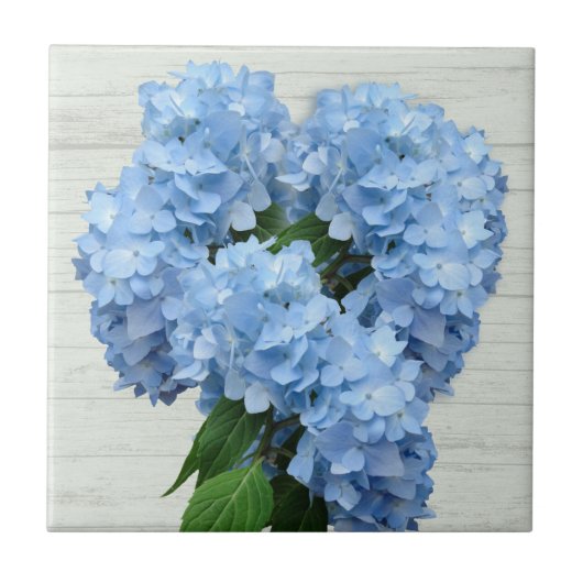 Light Blue Hydrangea Flowers Tegeltje (Voorkant)
