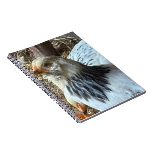 Light Brahma CHicken Notebook Notitieboek (Rechterzijde)