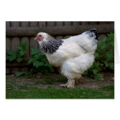 Light Brahma Hen (Voorkant Horizontaal)