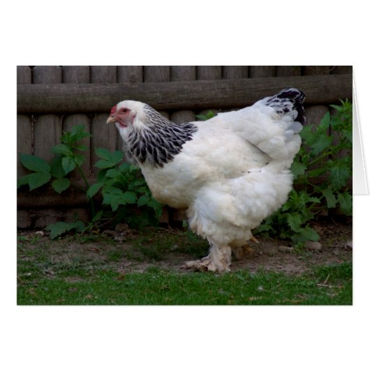 Light Brahma Hen (Voorkant Horizontaal)