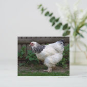 Light Brahma Hen Briefkaart (Staand voorkant)