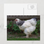 Light Brahma Hen Briefkaart (Voorkant / Achterkant)