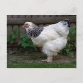 Light Brahma Hen Briefkaart (Voorkant)