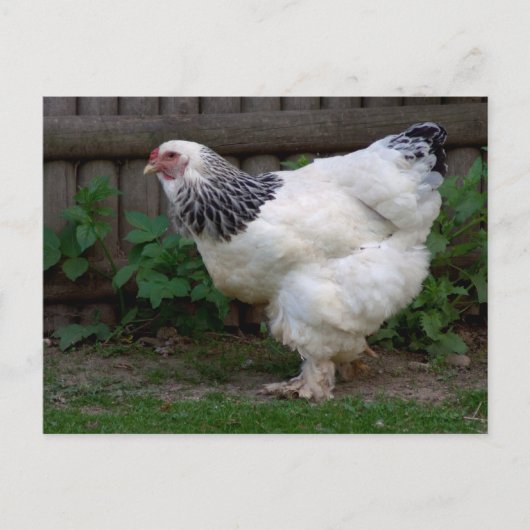Light Brahma Hen Briefkaart (Voorkant)