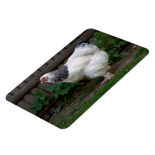 Light Brahma Hen Magneet (Linkerzijde)