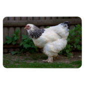 Light Brahma Hen Magneet (Horizontaal)