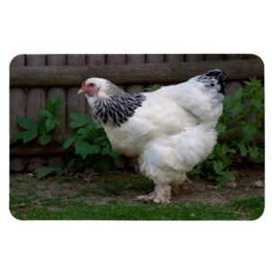 Light Brahma Hen Magneet