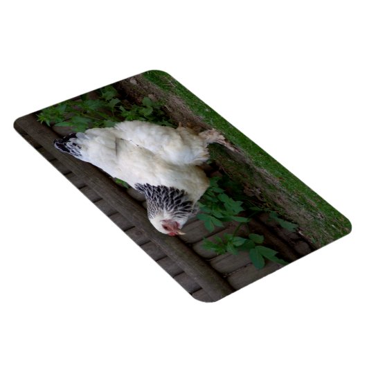 Light Brahma Hen Magneet (Rechterzijde)