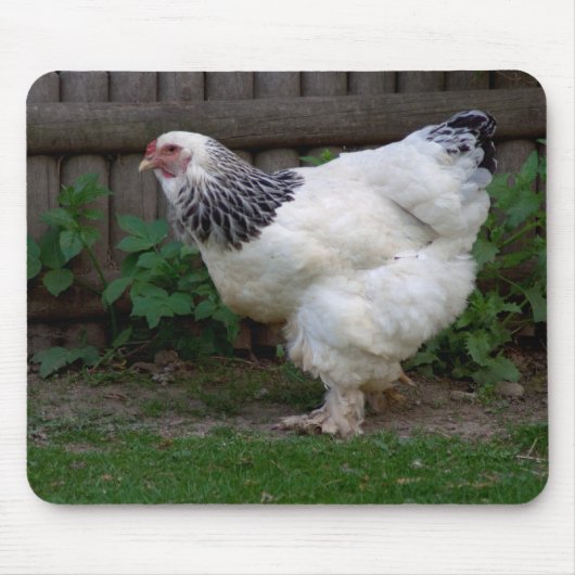 Light Brahma Hen Muismat (Voorkant)