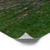 Light Brahma Hen Poster (Hoek)