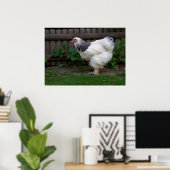 Light Brahma Hen Poster (Thuiskantoor)