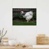 Light Brahma Hen Poster (Keuken)