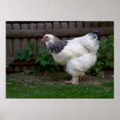Light Brahma Hen Poster (Voorkant)