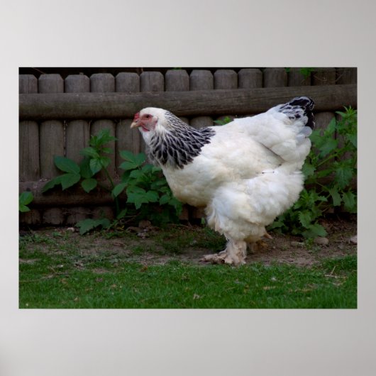 Light Brahma Hen Poster (Voorkant)