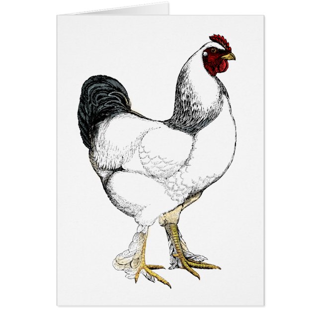 Light Brahma Rooster - Elegant  Chicken (Voorkant)