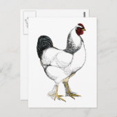 Light Brahma Rooster - Elegant  Chicken Briefkaart (Voorkant / Achterkant)