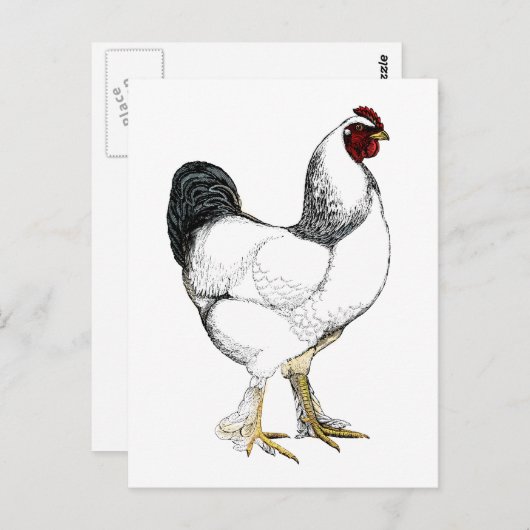 Light Brahma Rooster - Elegant Chicken Briefkaart (Voorkant / Achterkant)