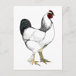 Light Brahma Rooster - Elegant  Chicken Briefkaart