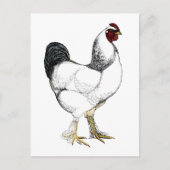 Light Brahma Rooster - Elegant Chicken Briefkaart (Voorkant)