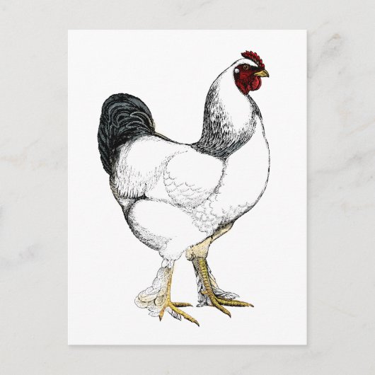 Light Brahma Rooster - Elegant  Chicken Briefkaart (Voorkant)