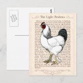 Light Brahma Rooster  Land Classic Briefkaart (Voorkant / Achterkant)