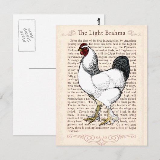 Light Brahma Rooster  Land Classic Briefkaart (Voorkant / Achterkant)