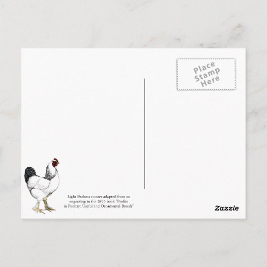 Light Brahma Rooster  Land Classic Briefkaart (Achterkant)
