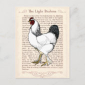 Light Brahma Rooster  Land Classic Briefkaart (Voorkant)