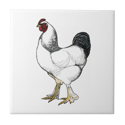 Light Brahma Rooster  Style Boerderij Kitchen Tegeltje (Voorkant)