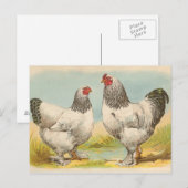 Light Brahmas Briefkaart (Voorkant / Achterkant)